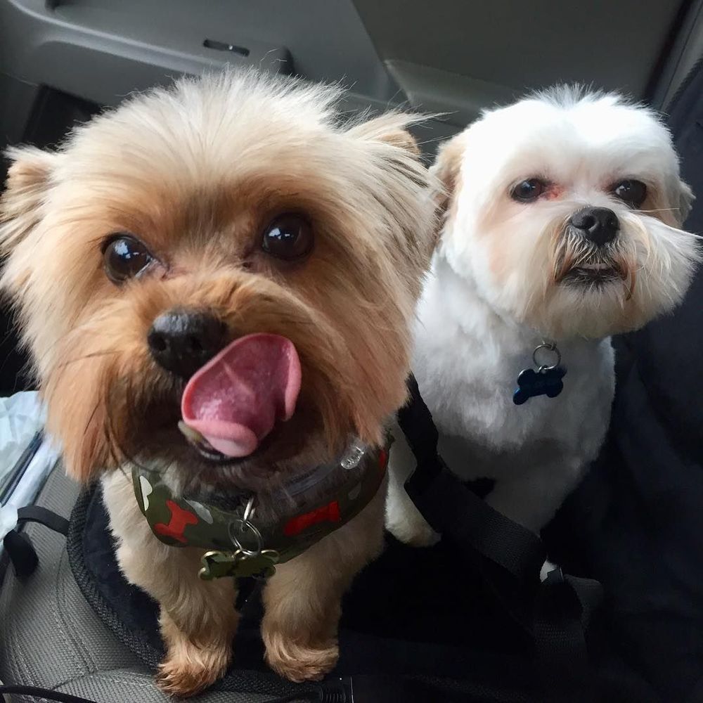 Meet your Posher, Serena